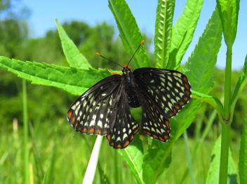 Baltimore Checkerspot